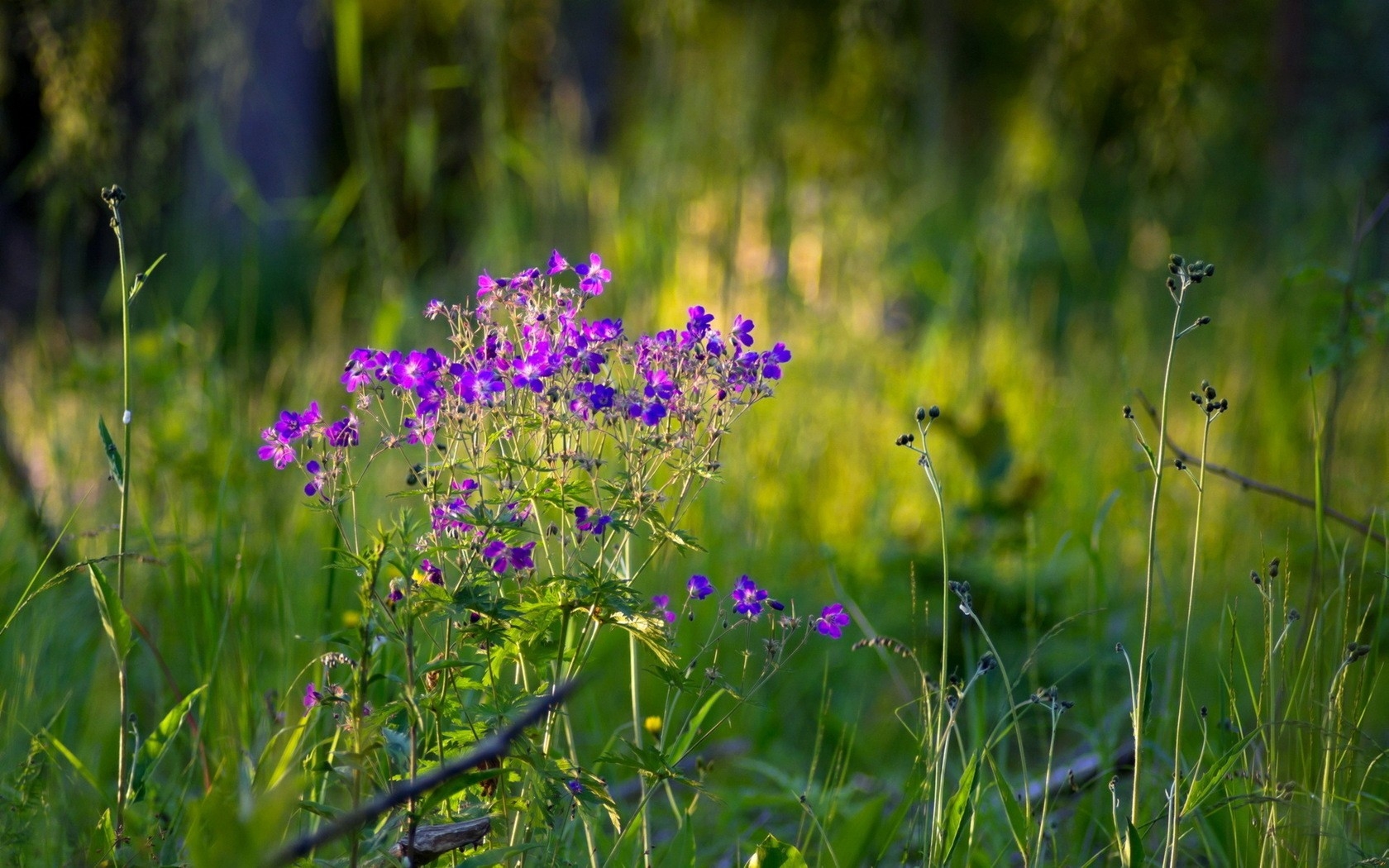 Tử vi tuần mới 7/6   13/6: Tuổi Tỵ rắc rối quan trường, tuổi Mùi tài lộc phát triển
