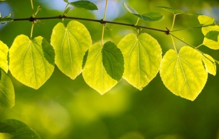 Tử vi ngày 10/11/2019: Tuổi Thìn có kẻ xen ngang, tuổi Tuất cơ hội tỏa sáng