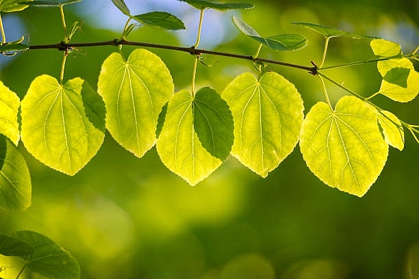 Tử vi ngày 3/7/2023: Tuổi Mão không nên cả tin, tuổi Ngọ quý nhân chỉ dẫn Tử vi ngày 3/7/2023: Tuổi Mão không nên cả tin, tuổi Ngọ quý nhân chỉ dẫn