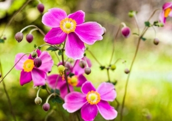 Tử vi ngày 21/5/2021: Tuổi Tý có người ngầm hại, tuổi Tỵ cơ hội hành động