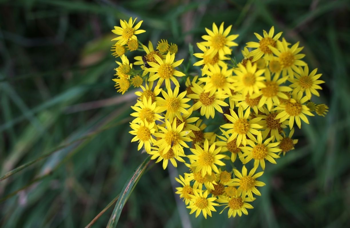 Tử vi ngày 2/5/2021: Tuổi Thân tiềm năng giàu nhanh, tuổi Dậu nguy cơ phá tài