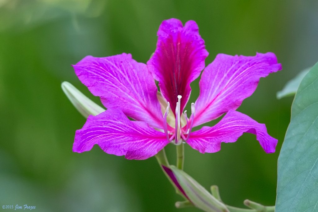 Tử vi ngày 16/4/2021: Tuổi Dần cơ hội hiếm có, tuổi Tuất hao hụt tiền bạc