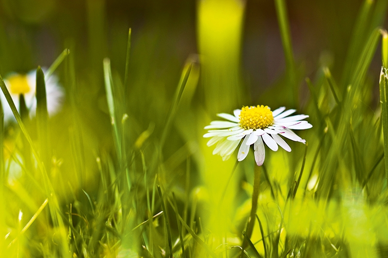 Tử vi tuần mới 26/4 đến 2/5: Tuổi Ngọ may ít xui nhiều, tuổi Mùi tài lộc đến tay