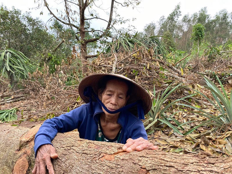 Quảng Ngãi: “Thủ phủ” cây ăn quả thất thủ sau mưa bão