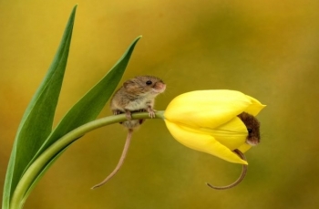 Tử vi tuổi Tý năm 2020: Sự nghiệp thăng tiến, tạo nên cơ đồ