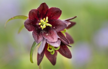 Tử vi ngày 27/12/2022: Tuổi Mão nguy cơ mất tiền, tuổi Tuất tài chính dư dả