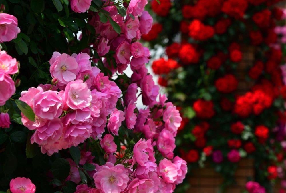 tu vi tuan moi 2312 2912 tuoi ty luu y gap hoa tuoi tuat tin vui bat ngo