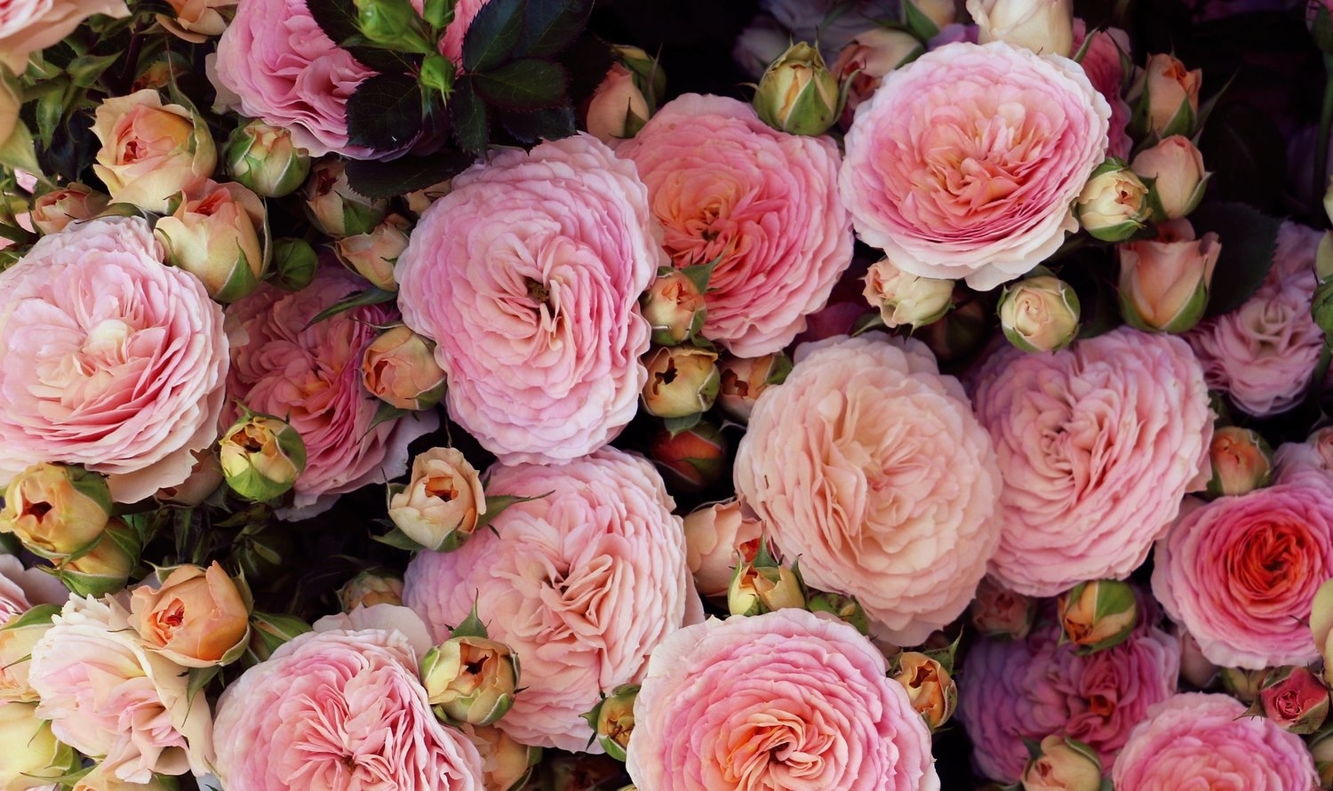 tu vi tuan moi 2312 2912 tuoi ty luu y gap hoa tuoi tuat tin vui bat ngo