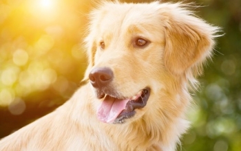 Tử vi tuổi Tuất năm 2020: Cơ hội khó nắm, kiên trì ắt thành