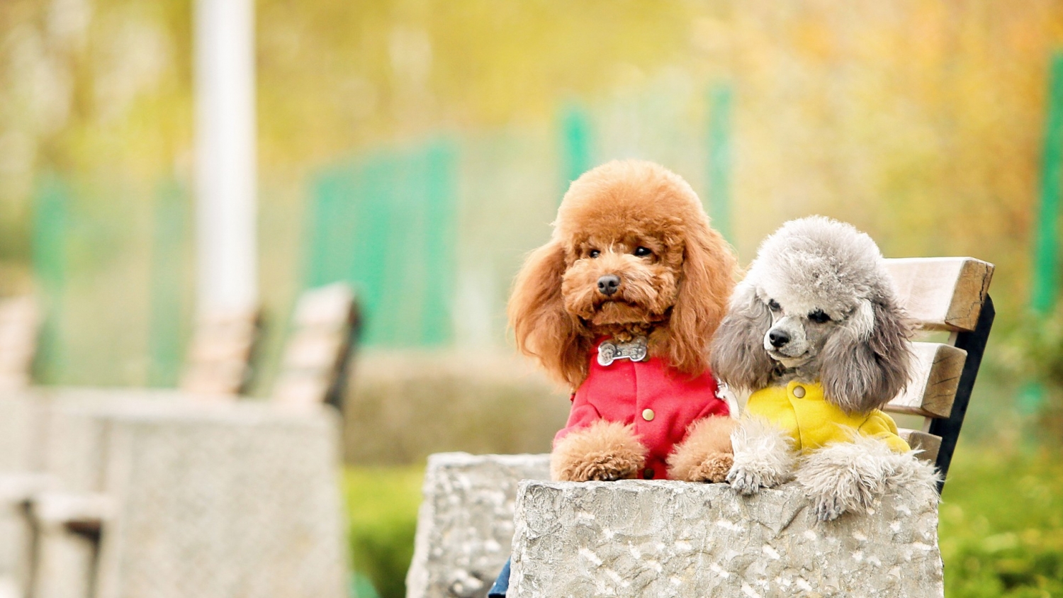 tu vi tuoi tuat nam 2020 co hoi kho nam kien tri at thanh