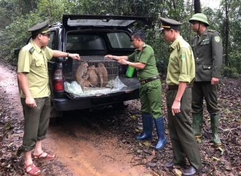 Thả 8 cá thể khỉ quý hiếm về tự nhiên