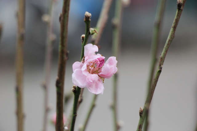 Đào Nhật Tân xuống phố sớm, người Hà Nội thích thú mua đào đón... Noel - 4