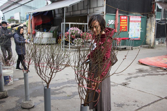 Đào Nhật Tân xuống phố sớm, người Hà Nội thích thú mua đào đón... Noel - 9
