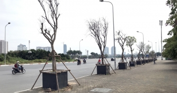 Hà Nội: Cách trồng khác lạ khiến "mười cây chết chín, một cây gật gù"