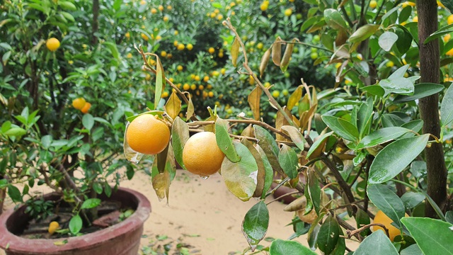 Người trồng quất Hội An khóc ròng vì dịch bệnh, mưa bão - 3