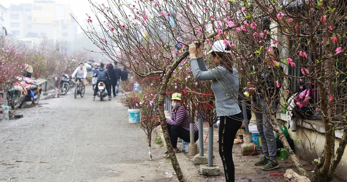 Phân biệt "đào rừng, đào nhà" ở chợ Tết: Quản lý thị trường chờ hướng dẫn!