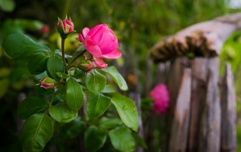 Tử vi ngày 24/11/2022: Tuổi Mão phát tài bất ngờ, tuổi Dậu tự vào ngõ cụt