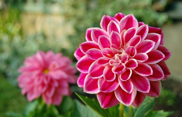 Tử vi tháng 1/2023: Tuổi Tý như diều gặp gió, tuổi Hợi tạo nhiều bứt phá