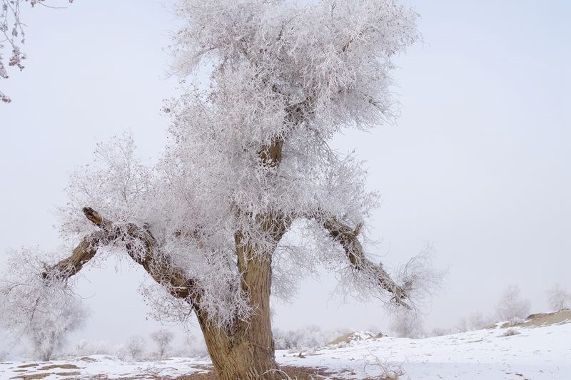 tu vi ngay 1412019 tuoi mui di xa tuoi than tang tien