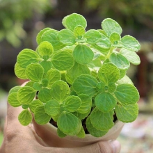 12 loai cay mang may man cho cac cung hoang dao