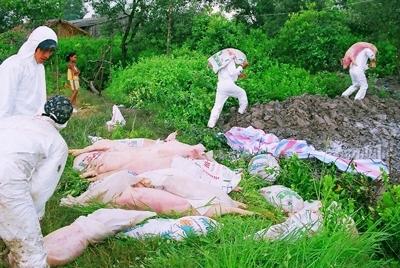Cảnh báo dịch "lợn tai xanh" bùng phát trở lại