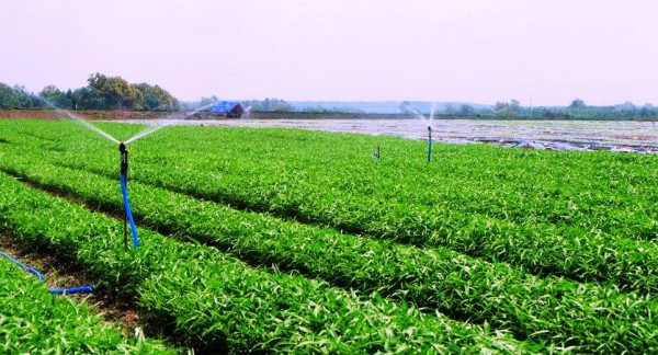 vingroup cung cap me rau sach dau tien