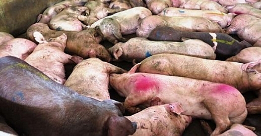 Bà Rịa - Vũng Tàu đã công bố dịch lở mồm long móng tại Phú Mỹ ba ria vung tau da cong bo dich lo mom long mong tai phu my