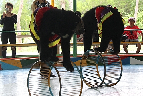 to chuc bao ve dong vat keu goi cam xiec thu o viet nam