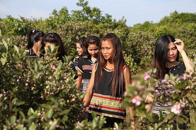doi sim tim tren thao nguyen rong hon 20 ha o quang ngai