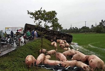 Hai xe tải tông nhau, lợn văng tung toé