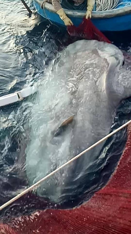 Nghệ An: Cá mặt trăng "khủng" mắc lưới ngư dân nghe an ca mat trang khung mac luoi ngu dan