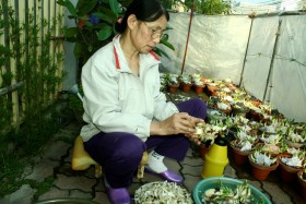 Dân làng Nghi Tàm "đánh bạc" với... trời!