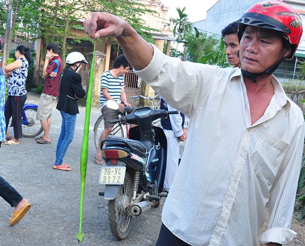 “Không để xảy ra trường hợp tử vong do rắn lục cắn”