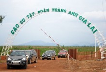 dai gia san ga con trinh
