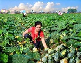 TPP tác động như thế nào đến Việt Nam?