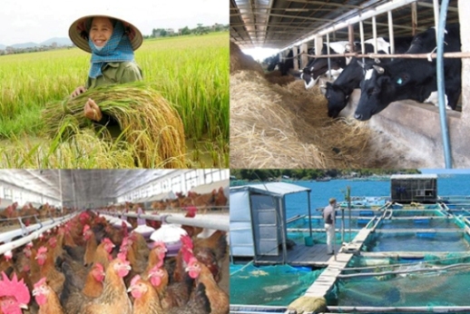 Mới có 30 vạn hộ nông dân mua bảo hiểm nông nghiệp