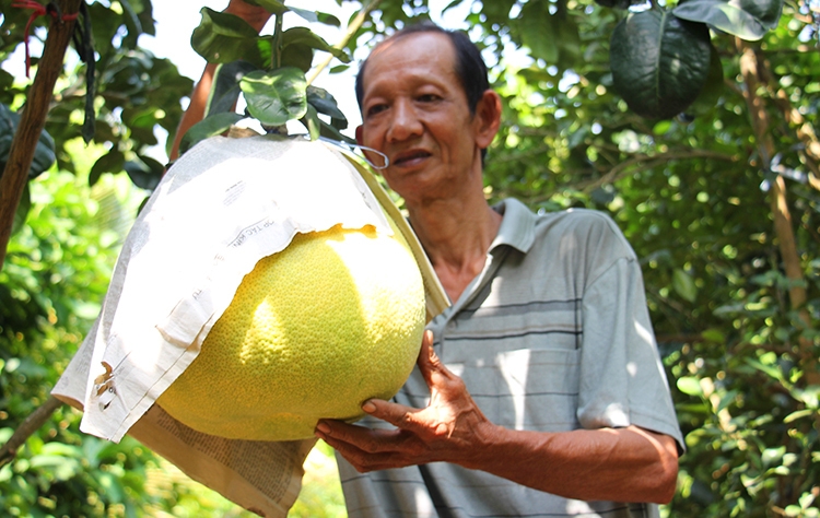 Bưởi 'khổng lồ' tiền triệu chưng Tết