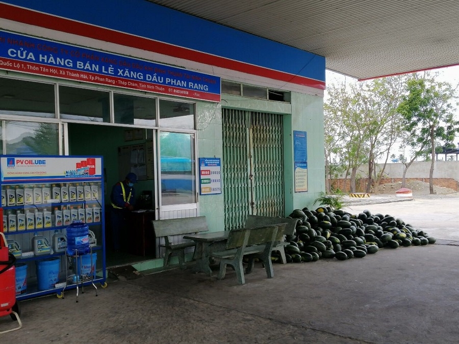 pvoil giai cuu dua hau tai ninh thuan
