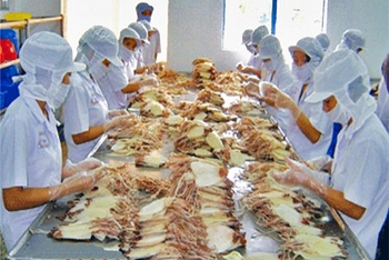 Việt Nam tăng xuất khẩu mực chế biến sang Hàn Quốc