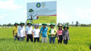 Đạm Cà Mau chung tay xây dựng mô hình canh tác lúa tiên tiến ở Sóc Trăng