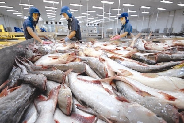 Xuất khẩu cá tra sang Mỹ có thể tăng trong thời gian tới
