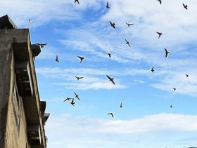 Lo cúm gia cầm, quản chặt nghề nuôi chim yến