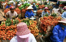 Nông sản điêu đứng do công nghiệp chế biến chậm phát triển