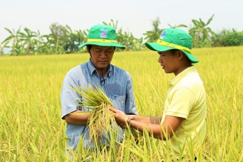 NPK Cà Mau: Bón ít nhưng hiệu quả
