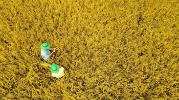 Bí kíp mùa vàng: Trúng mùa, lãi cao nhờ NPK Cà Mau