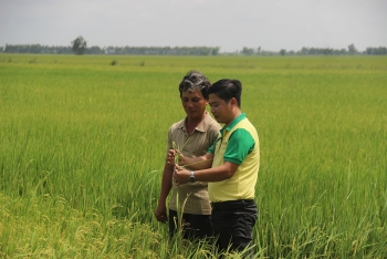 Giải pháp cứu cánh cho nông dân khi nông sản rớt giá