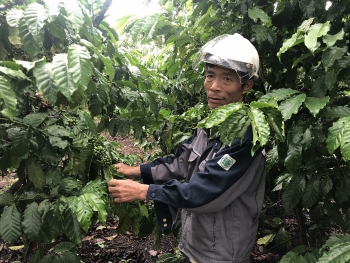 Bí quyết chăm sóc cây cà phê mùa mưa