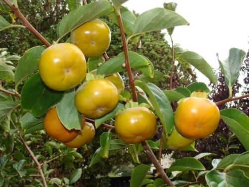 hong noi vao mua hang ngoai van do ve viet nam