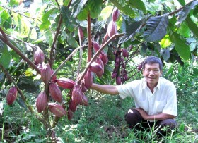 Khuyến khích phát triển diện tích trồng ca cao