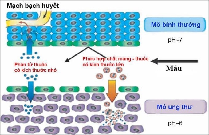 Việt Nam nghiên cứu phương pháp diệt tế bào ung thư thông minh, tiên tiến